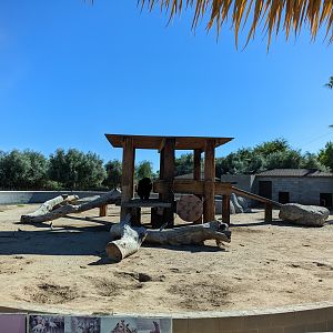 Adventureland - American black bear