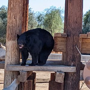Adventureland - American black bear