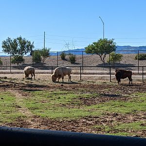 Adventureland - American plains bison