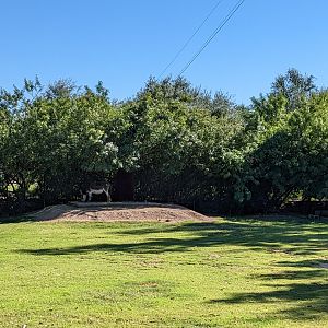 Adventureland - miniature donkey