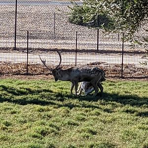 Adventureland -  Fallow deer