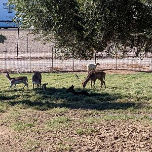 Adventureland - Fallow deer