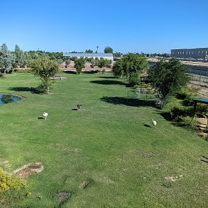 Adventureland - Rhea and capybara