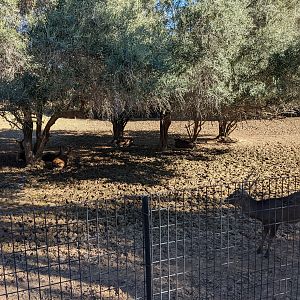 Adventureland - Sika deer