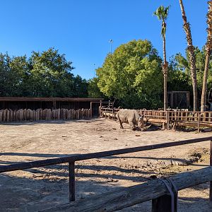 Original Zoo - White rhino