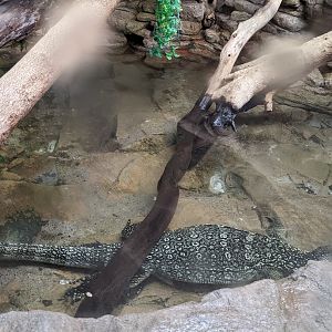 Dragon World - Asian water monitor