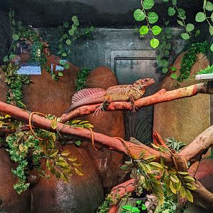 Dragon World - crested water dragon