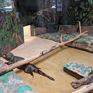 Dragon World - Dwarf Crocodile