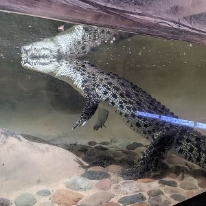 Dragon World - salt water crocodile