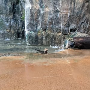 Dragon World - Dwarf caiman