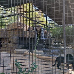 Original Zoo - Jaguar