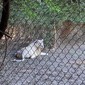 Original Zoo - African lion