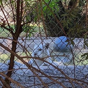 Original Zoo - White tiger