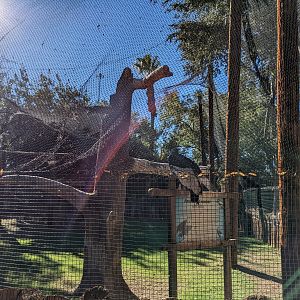 Original Zoo - Andean condor aviary