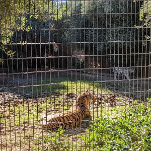 Original Zoo - "Bengal" Tigers