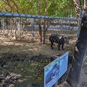 Original Zoo - South American Tapir