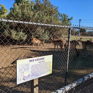 Original Zoo - - Red lechwe