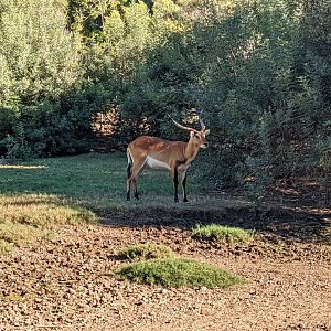 Original Zoo - Red lechwe