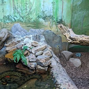Original Zoo - Tropics of the World (reptile house) - Green anaconda