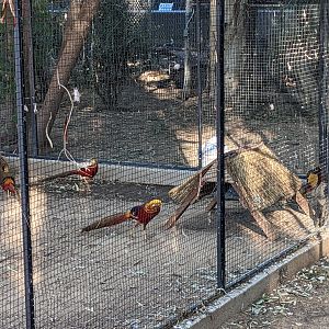 Original Zoo - golden pheasant