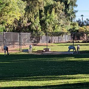 Original Zoo - Dama gazelle