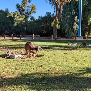 Original Zoo - kangaroo walkabout