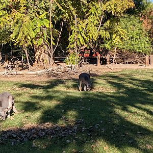 Original Zoo - kangaroo walkabout