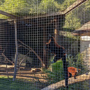 Original Zoo - red ruffed lemur