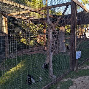 Original Zoo - colobus monkey