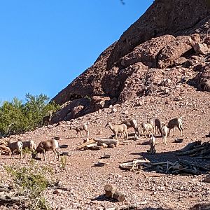 Big horn sheep