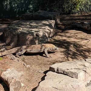Komodo dragon