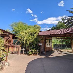 Facing komodo dragon and Chinese alligator