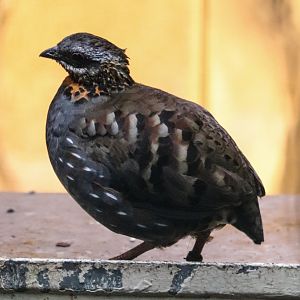 Rufous-throated partridge (Arborophila rufogularis)