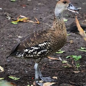 West Indian whistling duck (Dendrocygna arborea)