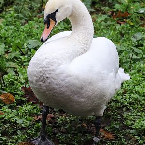 Mute swan (Cygnus olor)