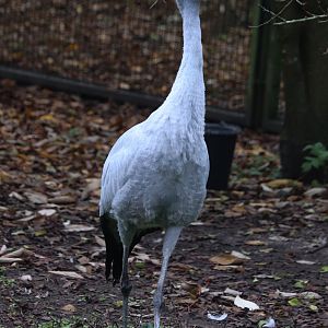 Blue crane (Grus paradisea)