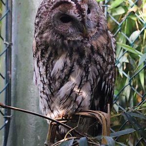 Eurasian tawny owl (Strix aluco)
