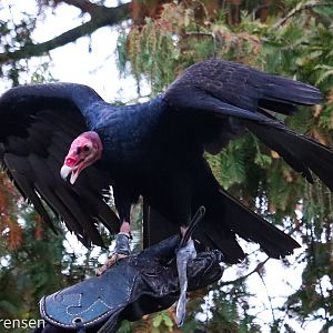 South American turkey vulture (Cathartes aura ruficollis)