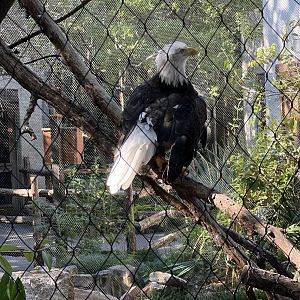 Bald Eagle (Haliaeetus leucocephalus)