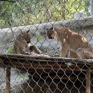 Cougar (puma concolor)