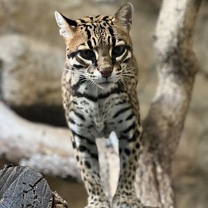 Ocelot (Leopardus pardalis) 1