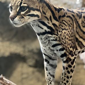 Ocelot (Leopardus pardalis) 2