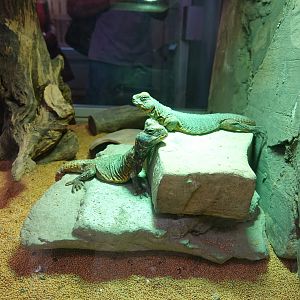 North African mastigure