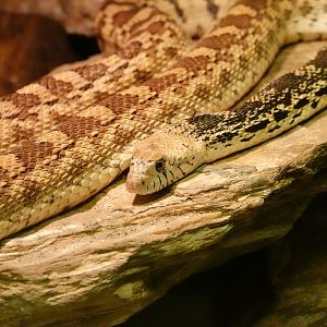 Plain bullsnake
