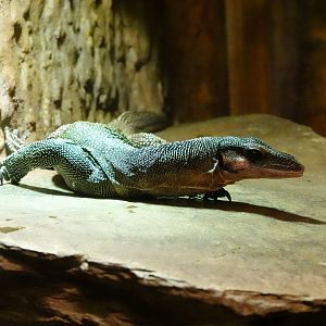 Peach-throated monitor