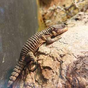 Tropical girdled lizard