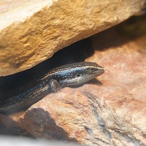 West canary skink
