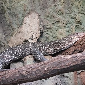Mangrove monitor