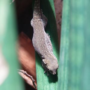Short-headed day gecko