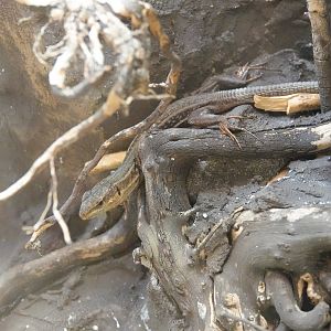 Peloponnese wall lizard